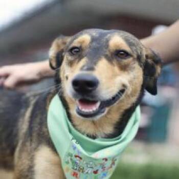 Mary -  Shepherd and Mixed Breed Dog for Adoption in Hagerstown, Maryland - Mary | PetCurious