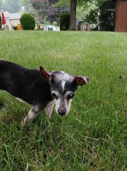 Mildred -  Chihuahua Dog for Adoption in Irwin, Pennsylvania - Mildred | PetCurious