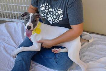 Rose -  Pit Bull Terrier Dog for Adoption in Mckinney, Texas - Rose | PetCurious