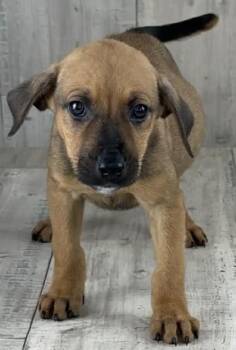 Black Mouth Cur and Labrador Retriever Dogs Available for Adoption - Bella | PetCurious