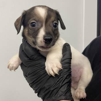 Terrier and Dachshund Dogs Available for Adoption in Abilene, Texas - Scrat | PetCurious