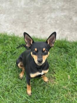 Manchester Terrier Dogs Available for Adoption in Manteca, California - Kobe | PetCurious
