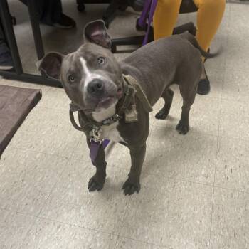 Pit Bull Terrier Dogs Available for Adoption in East St. Louis, Illinois - Chaos | PetCurious
