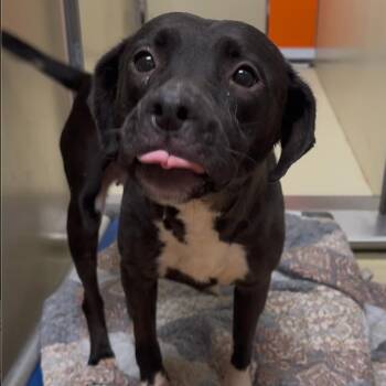 LayLay -  Pit Bull Terrier Dog for Adoption in Philadelphia, Pennsylvania - LayLay | PetCurious