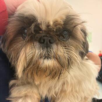 Sparrow -  Mixed Breed Dog for Adoption in Philadelphia, Pennsylvania - Sparrow | PetCurious