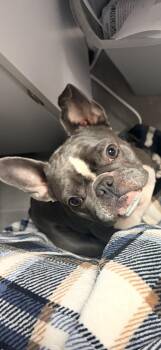 Juno -  French Bulldog Dog for Adoption - Juno | PetCurious