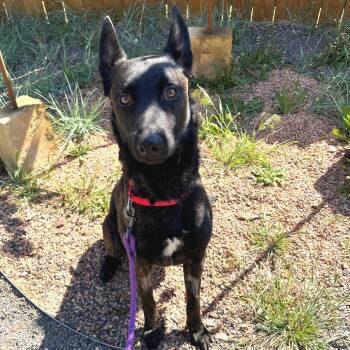 Dutch Shepherd Dogs Available for Adoption in Cheyenne, Wyoming - Miguel | PetCurious