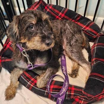 Amber -  Miniature Schnauzer and Miniature Poodle Dog for Adoption in Toms Brook, Virginia - Amber | PetCurious