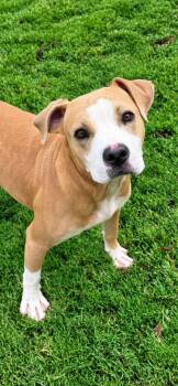 Malcom -  Pit Bull Terrier and Hound Dog for Adoption in Chattanooga, Tennessee - Malcom | PetCurious