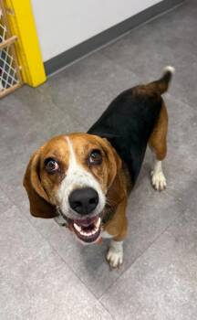 Preacher -  Beagle Dog for Adoption in Delhi, New York - Preacher | PetCurious