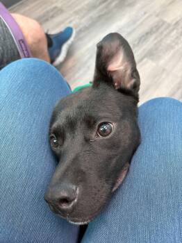 Rescue Terrier and Retriever Dogs for Adoption in St. Peters, Missouri - Ayra | PetCurious