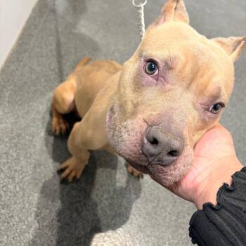 Mixed Breed Dogs Available for Adoption - Bernie | PetCurious