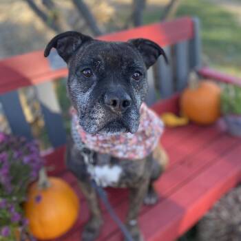 Rescue Mixed Breed and Boxer Dogs for Adoption in Elyria, Ohio - Beverly | PetCurious