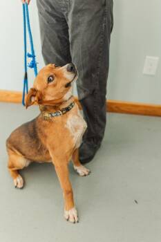 Australian Cattle Dog Blue Heeler and Mixed Breed Dogs Available for Adoption - Clyde (AVAILABLE 3/9) | PetCurious