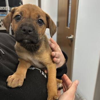Boxer and Mixed Breed Dogs Available for Adoption - Shibori | PetCurious