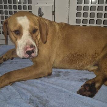 Mixed Breed Dogs Available for Adoption in Columbus, Georgia - 04/12/2026-Stray-VictoryDrive | PetCurious