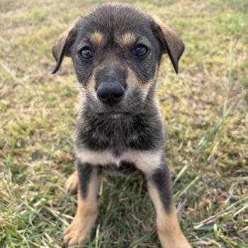 Shepherd Dogs Available for Adoption - Wildy | PetCurious