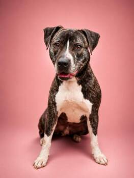 Tiger -  American Staffordshire Terrier and Labrador Retriever Dog for Adoption in Cumming, Georgia - Tiger | PetCurious