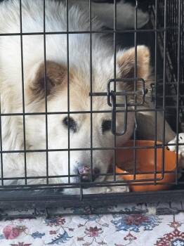 ROCKY #19 -  Husky Dog for Adoption in Chandler, Arizona - ROCKY #19 | PetCurious