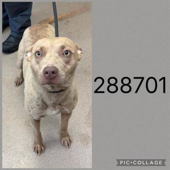 HENNA -  Mixed Breed Dog for Adoption in Macon, Georgia - HENNA | PetCurious