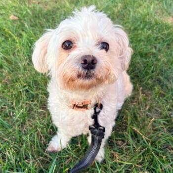 Pearl -  Maltese Dog for Adoption in Cincinnati, Ohio - Pearl | PetCurious