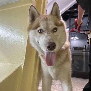 Mario -  Husky Dog for Adoption in Newark, New Jersey - Mario | PetCurious