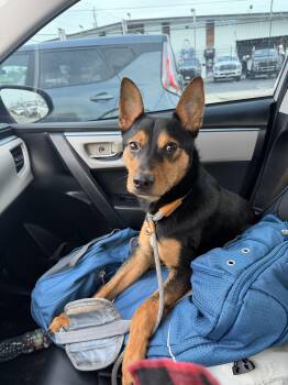 Jack -  Australian Kelpie Dog for Adoption in Magnolia, Texas - Jack | PetCurious