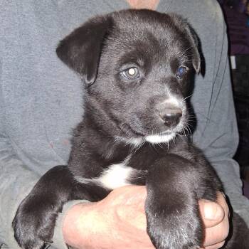 Labrador Retriever and German Shepherd Dog Dogs Available for Adoption - Puppy #4 | PetCurious