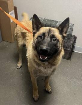 Jupiter -  Akita and Mixed Breed Dog for Adoption in Fresno, California - Jupiter | PetCurious