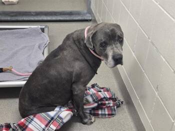 BIG BABY -  Great Dane and Mixed Breed Dog Available for Adoption in Omaha, Nebraska - BIG BABY | PetCurious
