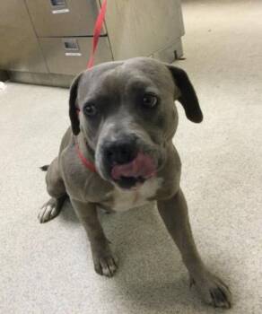 TECH -  Pit Bull Terrier Dog for Adoption in Riverside, California - TECH | PetCurious