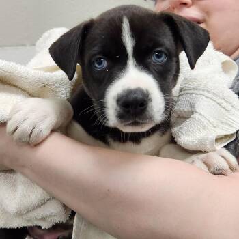 Jagger -  Mixed Breed Dog for Adoption in Walker, Michigan - Jagger | PetCurious