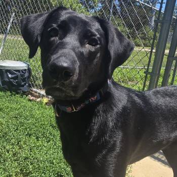 Chief -  Black Labrador Retriever Dog for Adoption in Keokuk, Iowa - Chief | PetCurious