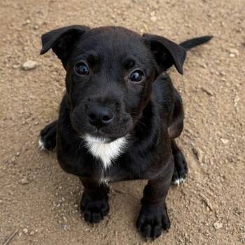 Labrador Retriever and Mixed Breed Dogs Available for Adoption in Carmel Hamlet, New York - Ozzie | PetCurious