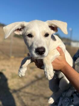 Nori -  Labrador Retriever and Mixed Breed Dog for Adoption in Vacaville, California - Nori | PetCurious