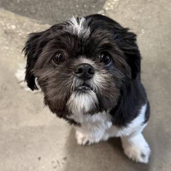 Shih Tzu Dogs Available for Adoption in Tampa, Florida - Murphy | PetCurious