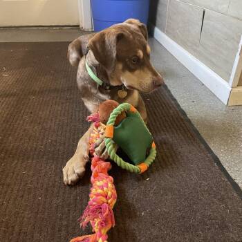 Wanda -  Terrier and Mixed Breed Dog for Adoption in Metamora, Michigan - Wanda | PetCurious