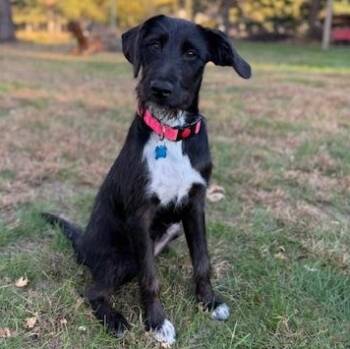 Maggie -  Terrier and Hound Dog for Adoption in Minneapolis, Minnesota - Maggie | PetCurious