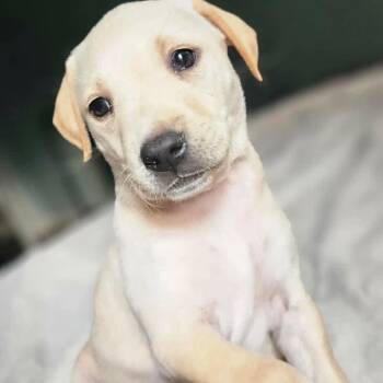 Labrador Retriever Dogs Available for Adoption in Wando, South Carolina - Dublin | PetCurious