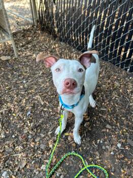 Zeus -  Mixed Breed Dog for Adoption in Cincinnati, Ohio - Zeus | PetCurious