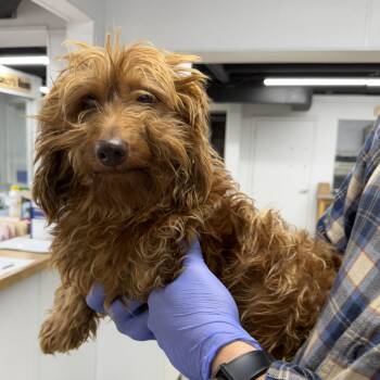 Alf -  Wirehaired Dachshund Dog for Adoption in Blue Springs, Missouri - Alf | PetCurious