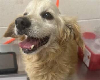 SUGA -  Dachshund and Mixed Breed Dog for Adoption in San Bernardino, California - SUGA | PetCurious
