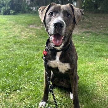 Rocco -  Mixed Breed Dog for Adoption in Detroit, Michigan - Rocco | PetCurious