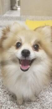 Sara -  Pomeranian Dog for Adoption in Tifton, Georgia - Sara | PetCurious