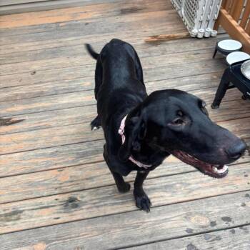Terra -  Mixed Breed Dog for Adoption in Fredericksburg, Virginia - Terra | PetCurious