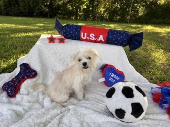 Ally -  Maltese and Chihuahua Dog for Adoption in Milton, Georgia - Ally | PetCurious
