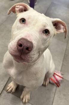 Rescue Mixed Breed Dogs for Adoption in West Chester, Pennsylvania - Swan | PetCurious