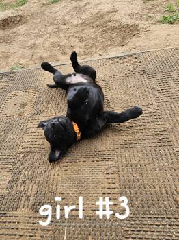 Lollie -  Australian Cattle Dog Blue Heeler and Black Labrador Retriever Dog Available for Adoption in Cleveland, Oklahoma - Lollie | PetCurious