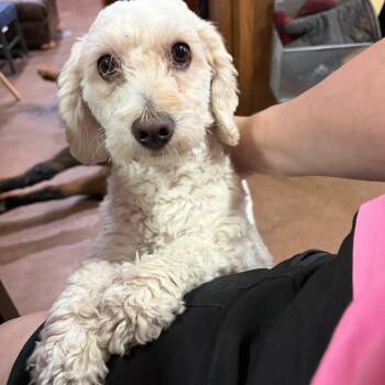 Giselle "Zellee" -  Poodle and Cocker Spaniel Dog for Adoption in Pantego, Texas - Giselle "Zellee" | PetCurious