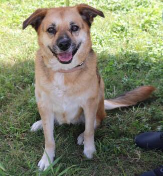 Bridgett -  Labrador Retriever and German Shepherd Dog Dog for Adoption in Bandera, Texas - Bridgett | PetCurious